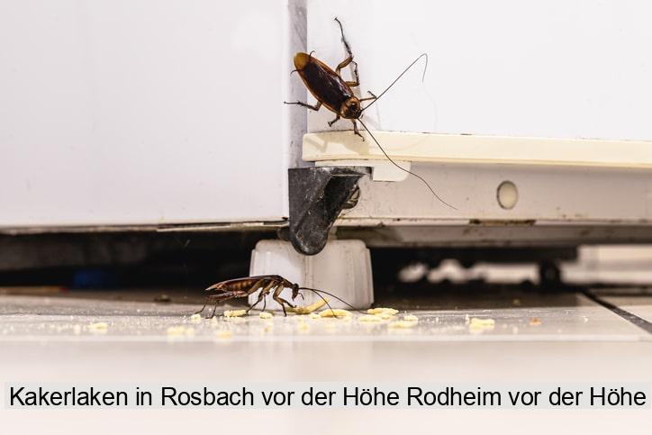 Kakerlaken in Rosbach vor der Höhe Rodheim vor der Höhe